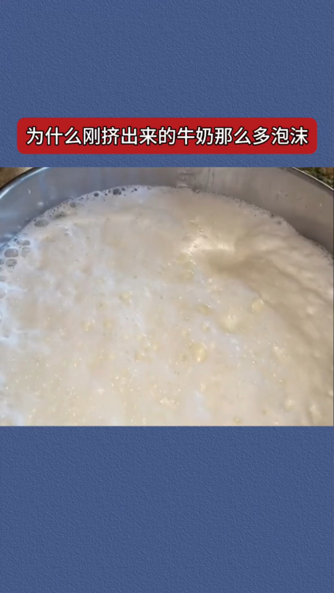 为什么刚挤出来的牛奶那么多泡沫