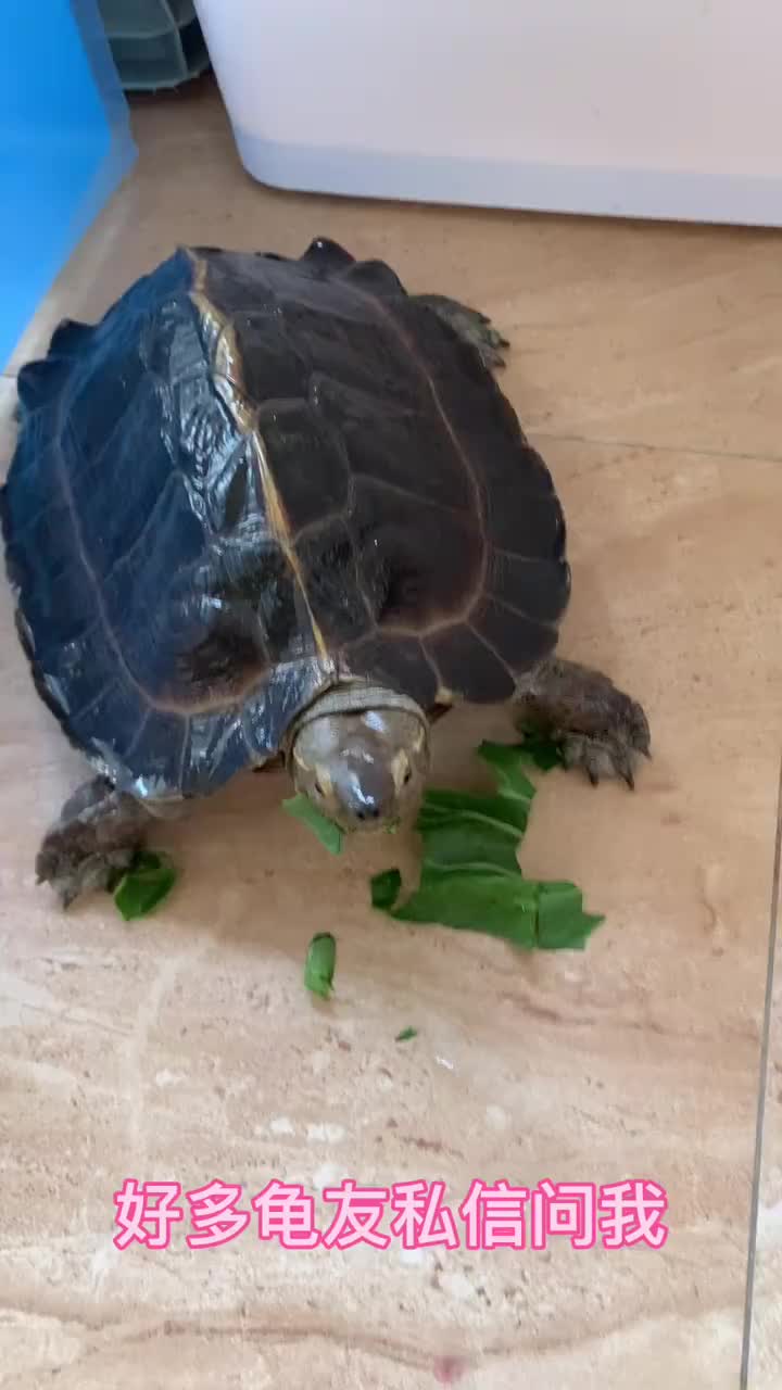 亚巨龟为什么叫吃菜龟?