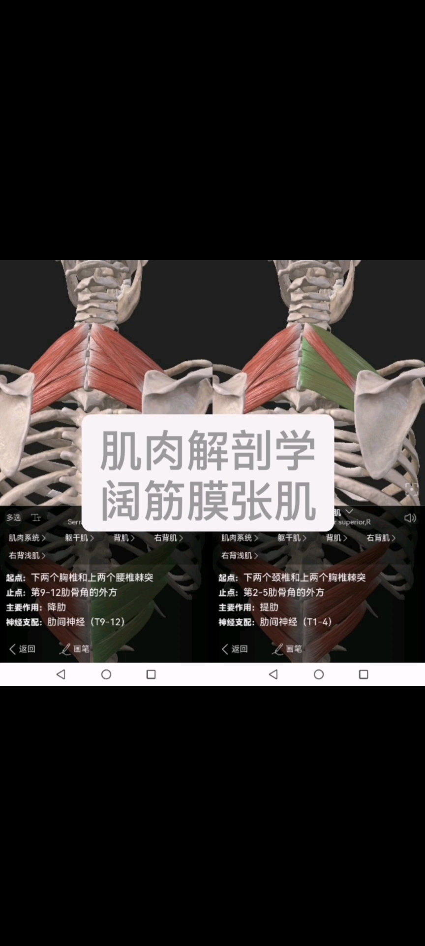 肌肉解剖学之阔筋膜张肌