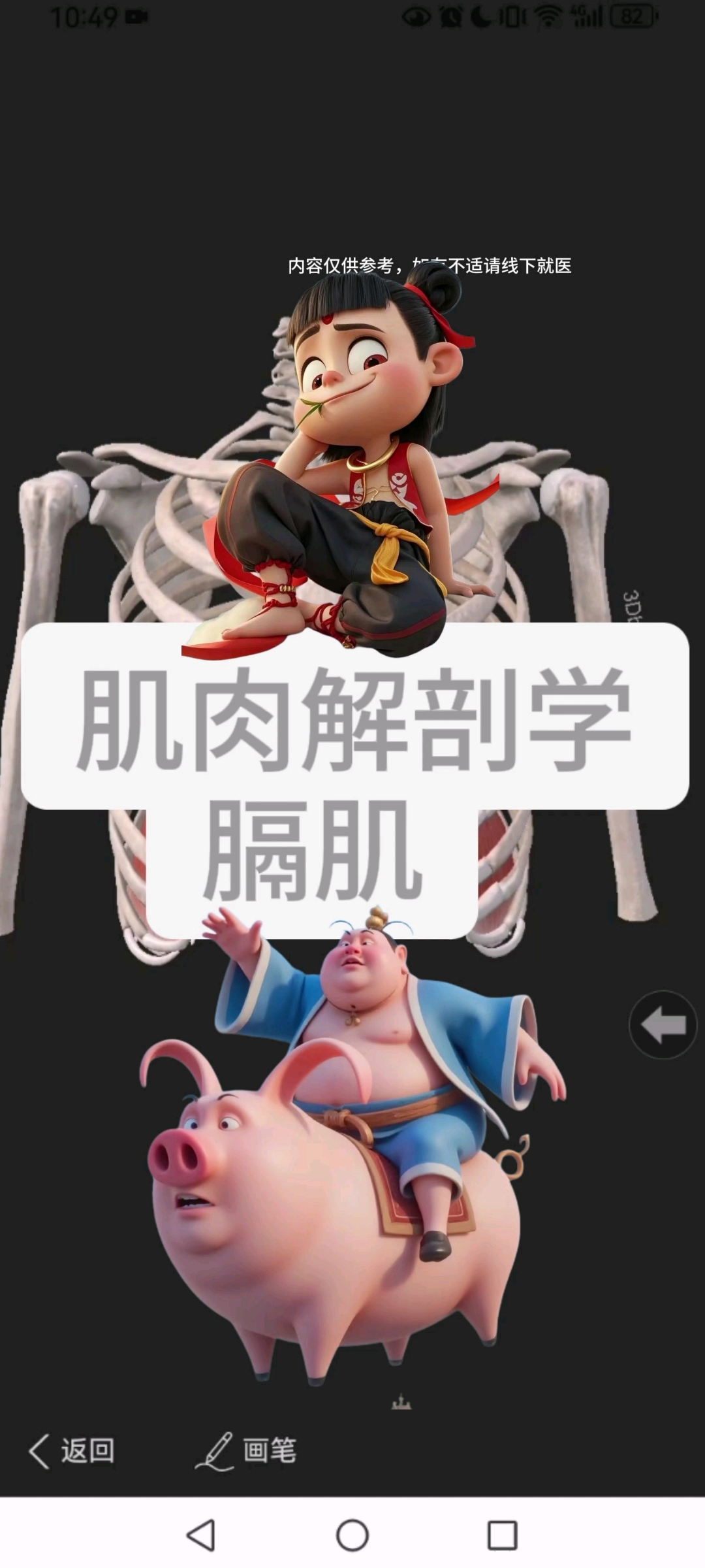 肌肉解剖学之膈肌