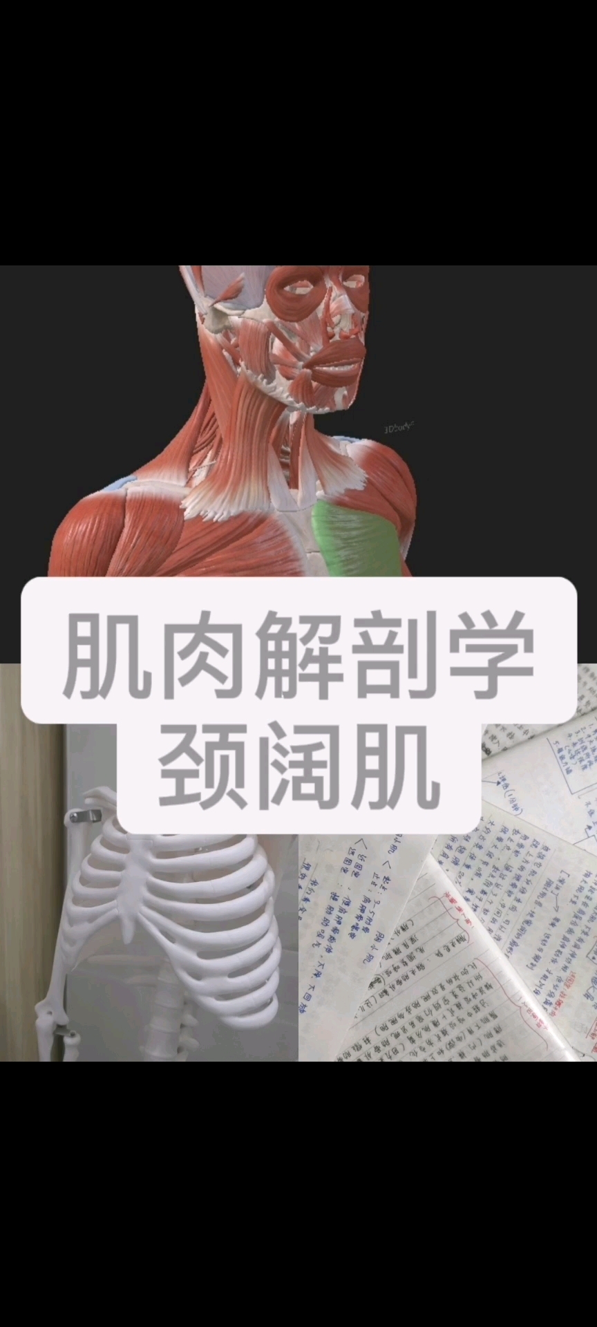 肌肉解剖学之颈阔肌
