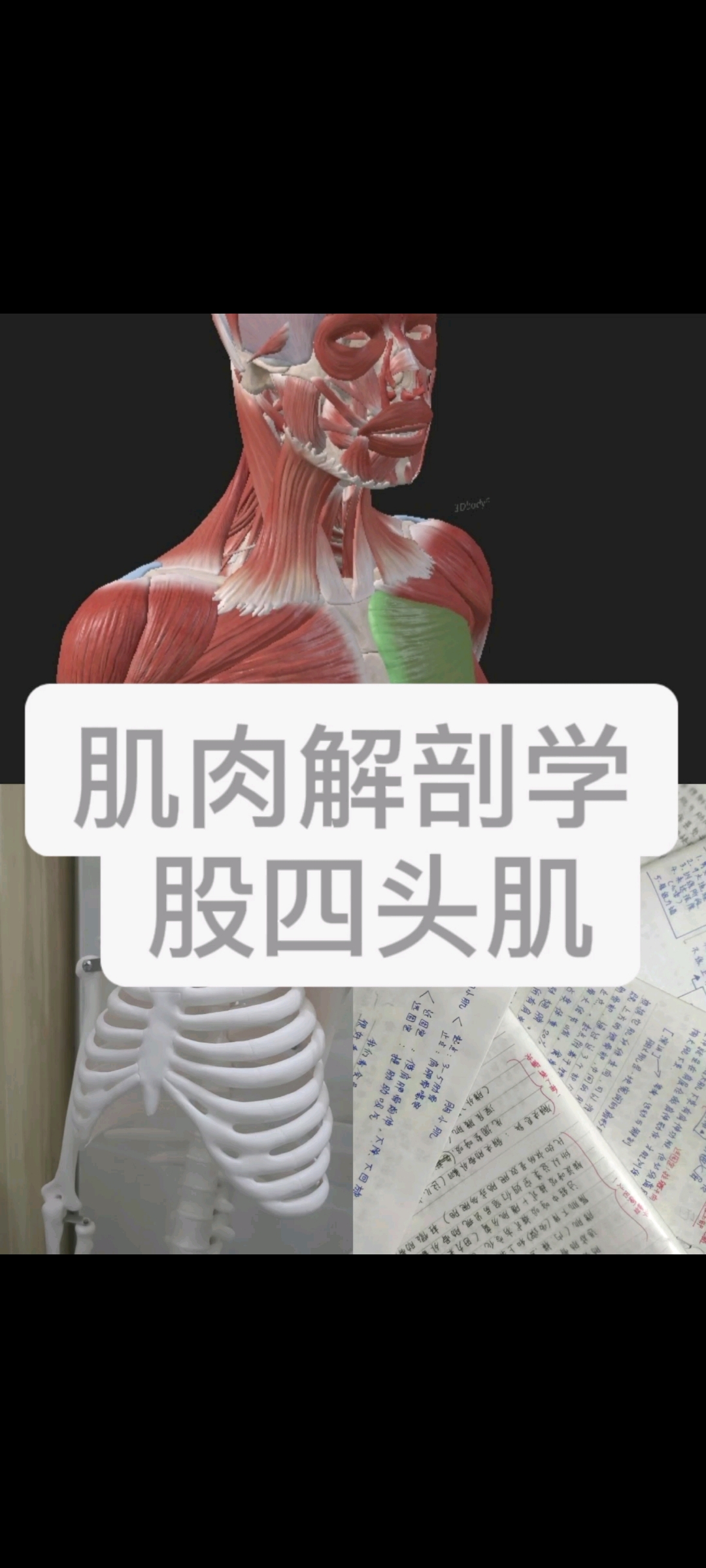 肌肉解剖学之股四头肌