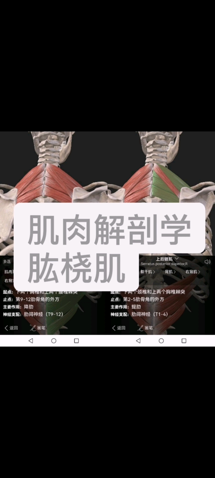 肌肉解剖学之肱桡肌