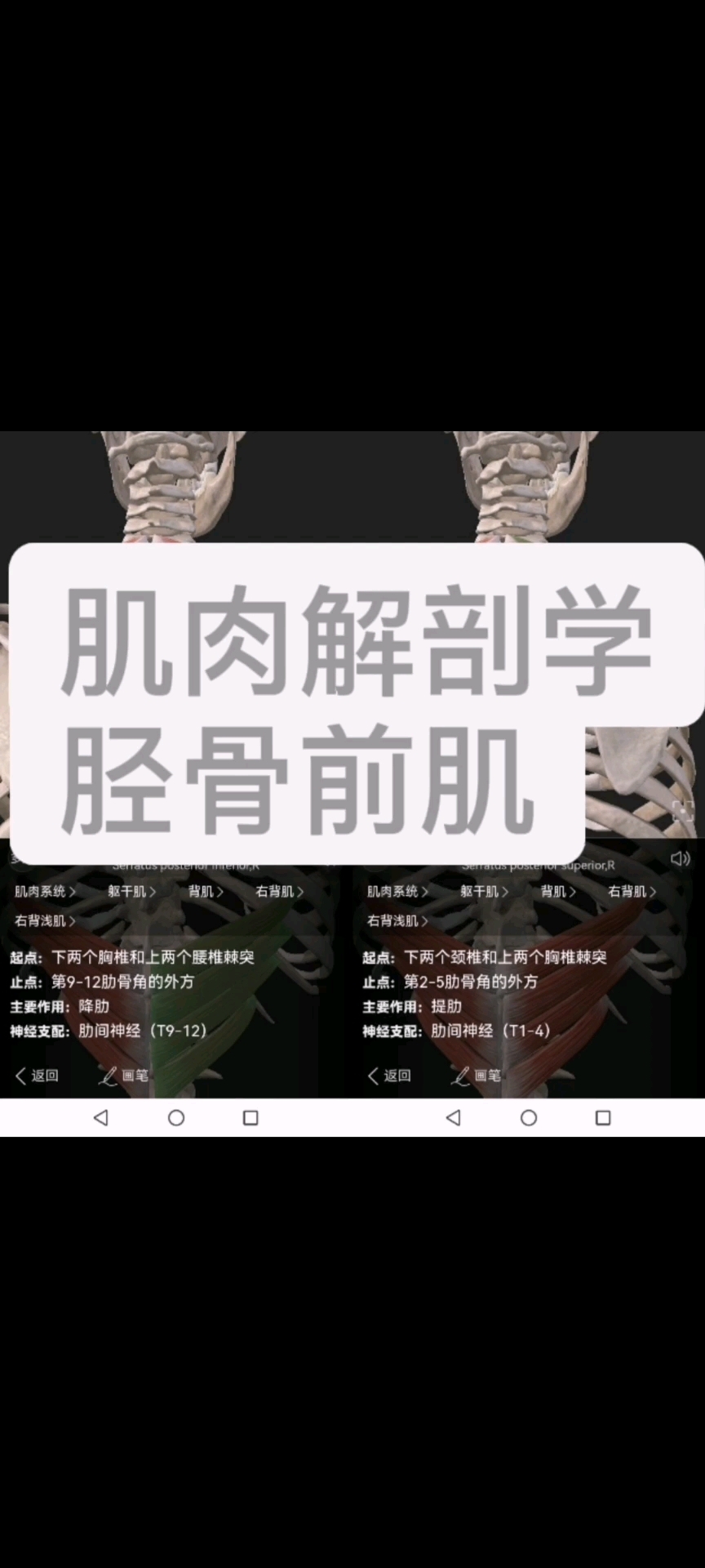 肌肉解剖学之胫骨前肌