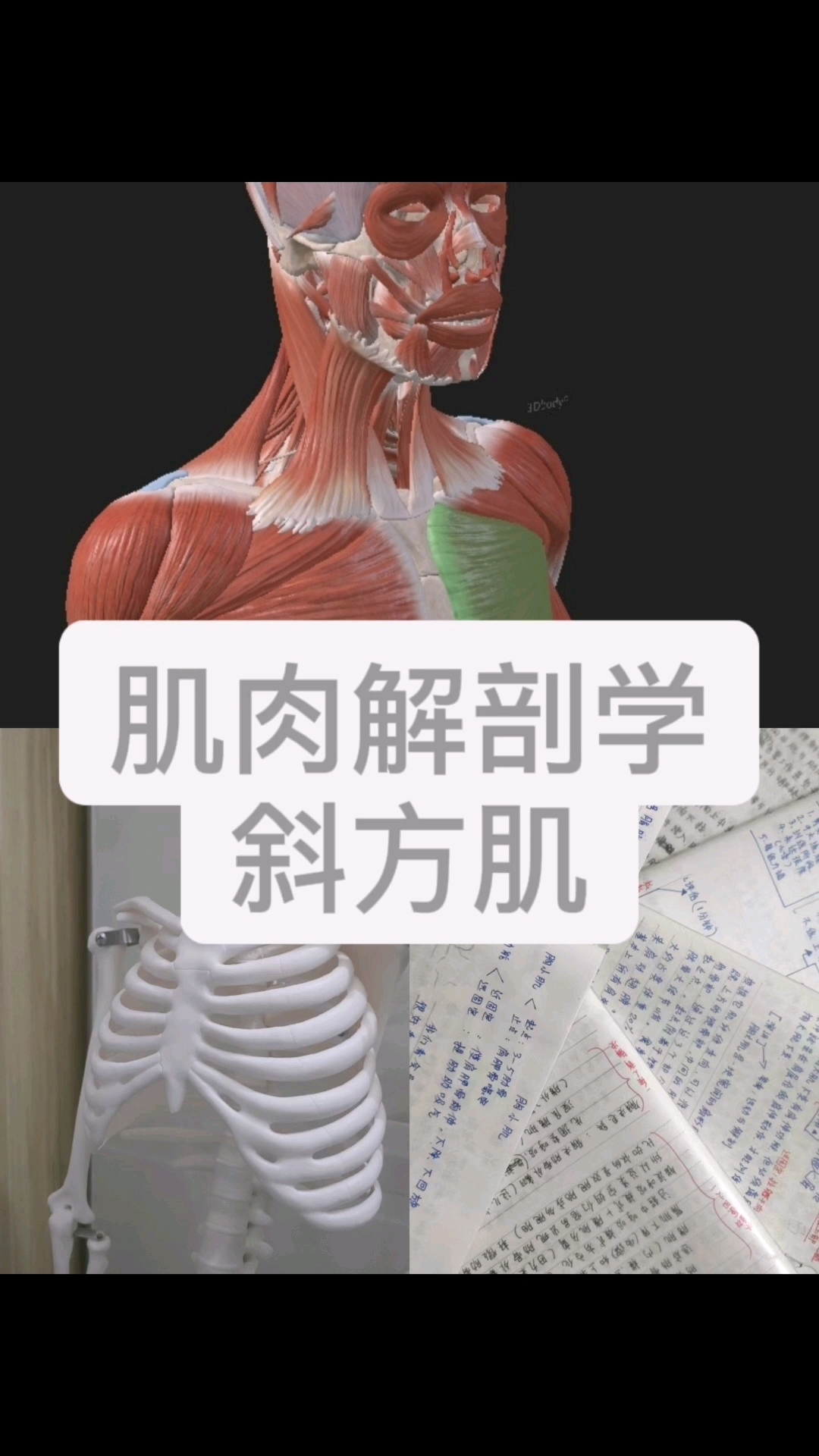 肌肉解剖学之斜方肌的功能