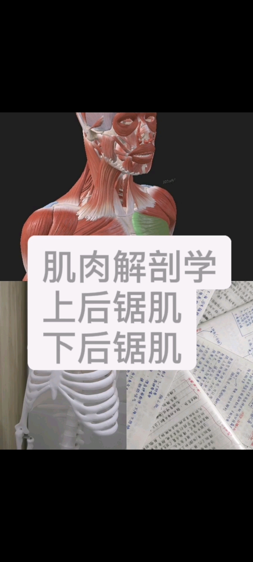 肌肉解剖学之上下后锯肌