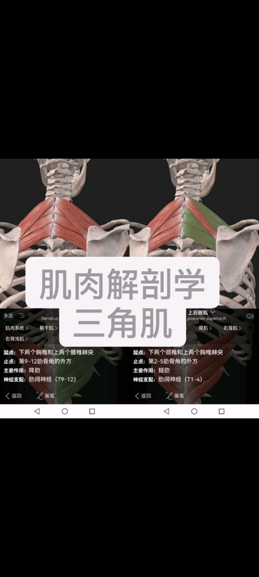 肌肉解剖学之三角肌