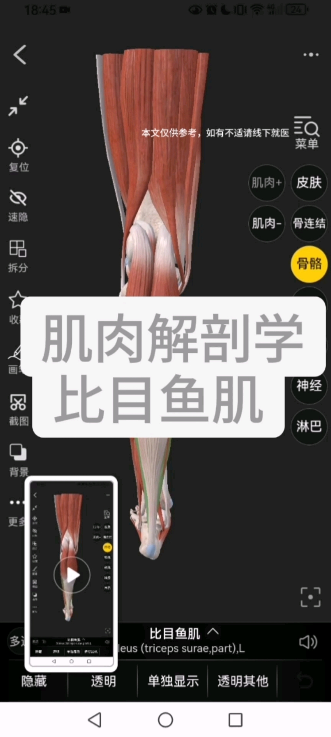 肌肉解剖学之比目鱼肌