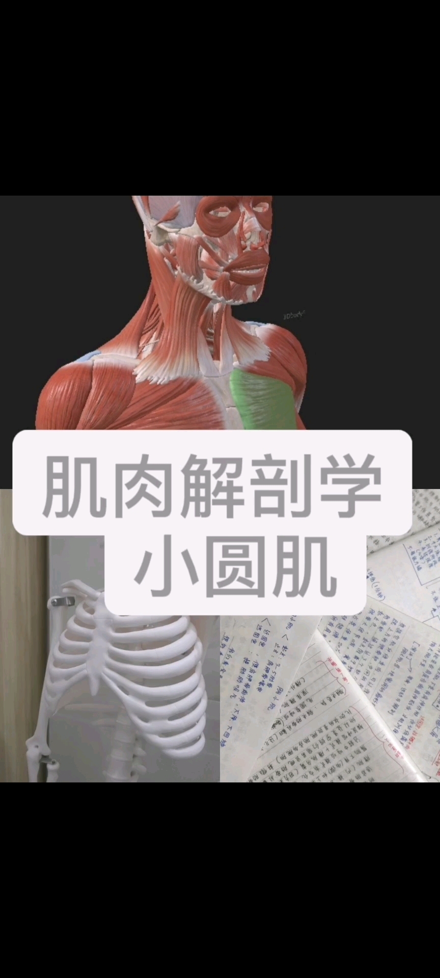 肌肉解剖学之小圆肌