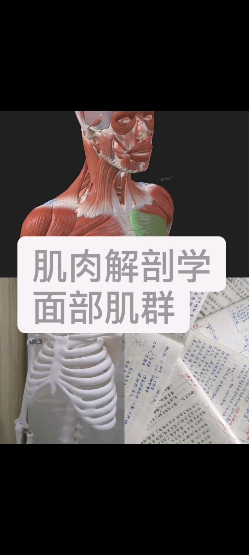 肌肉解剖学之面部肌群