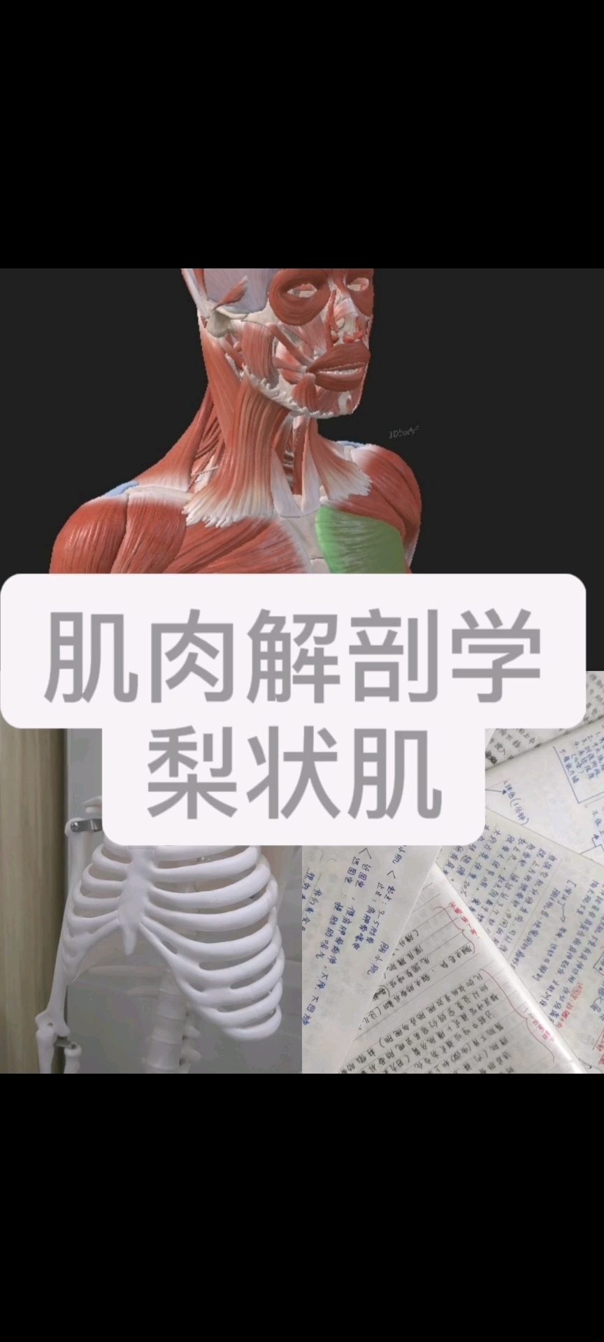 肌肉解剖学之梨状肌