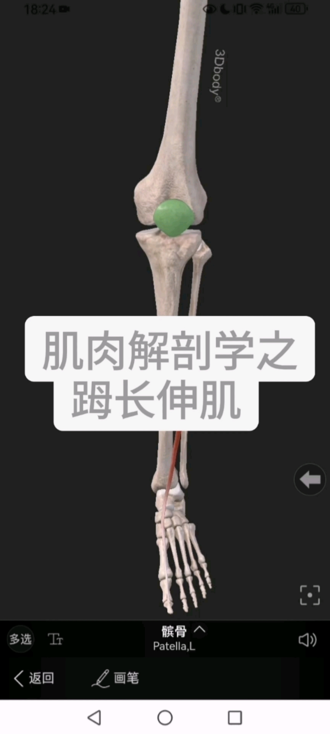 肌肉解剖学足母长伸肌