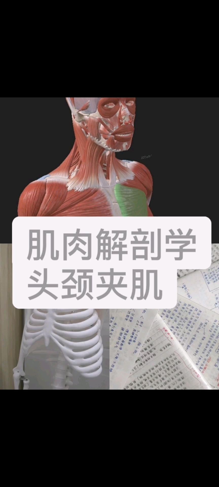 肌肉解剖学之头颈夹肌