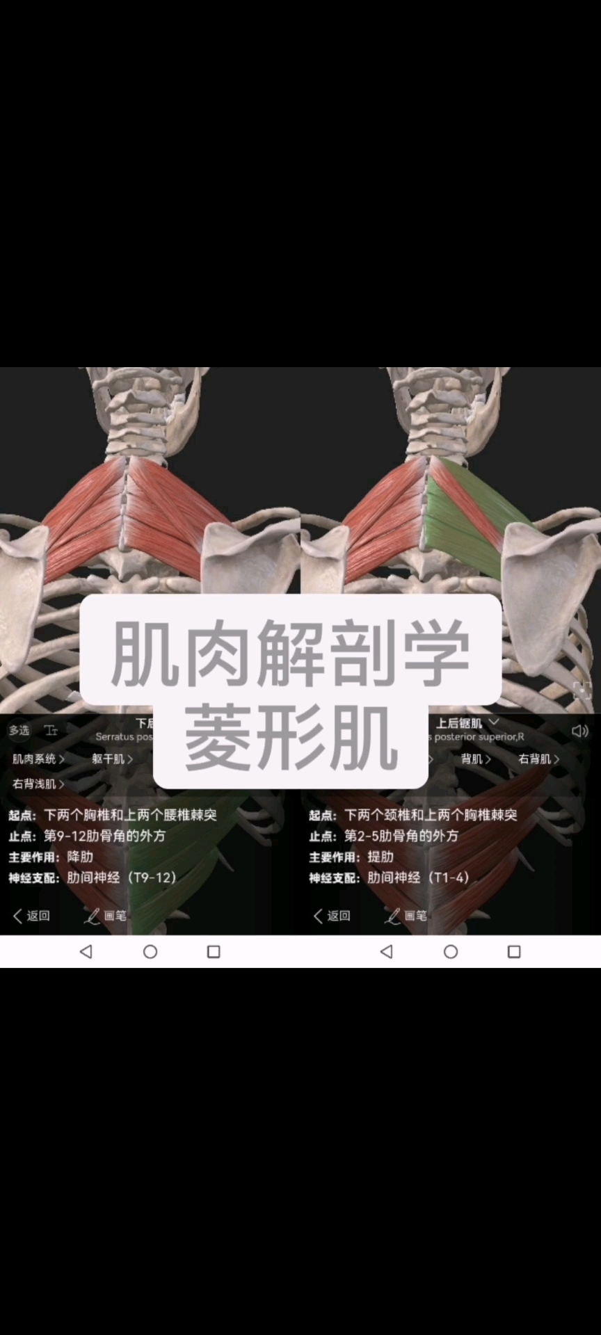 肌肉解剖学之菱形肌