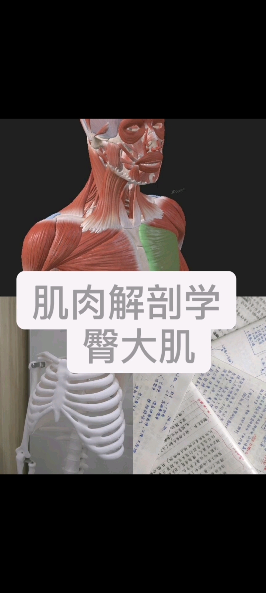 肌肉解剖学之臀大肌