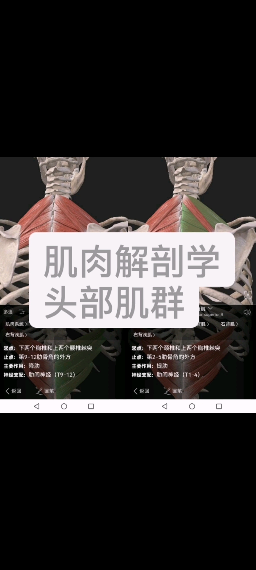 肌肉解剖学之头部肌群