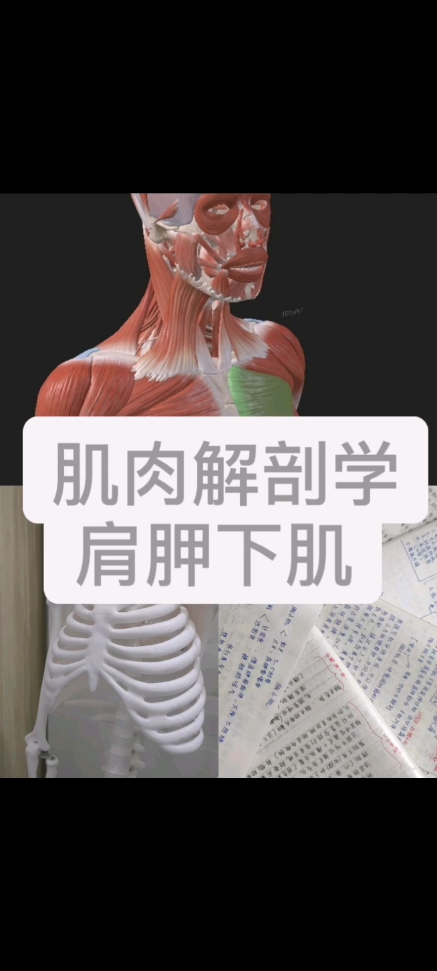 肌肉解剖学之肩胛下肌