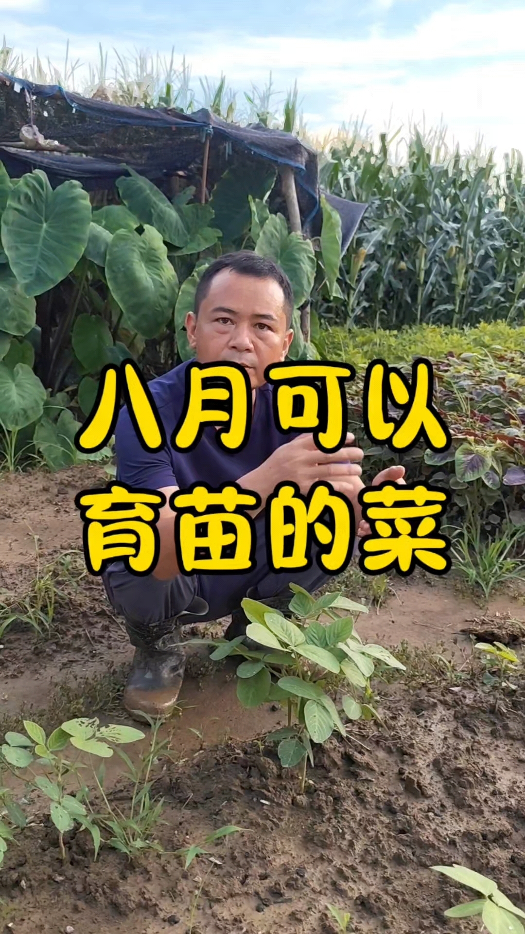 8月份有哪些菜可以育苗