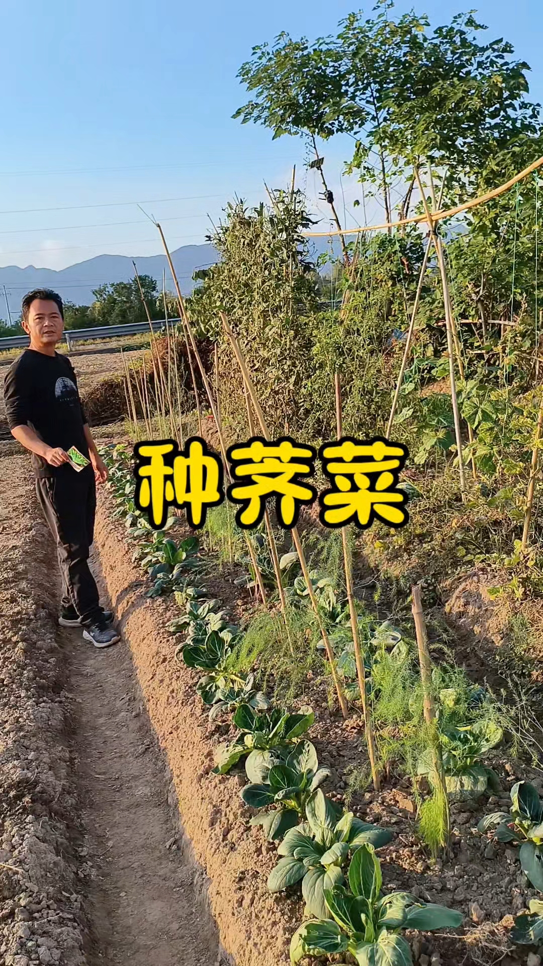 荠菜什么时候种，荠菜怎么种？