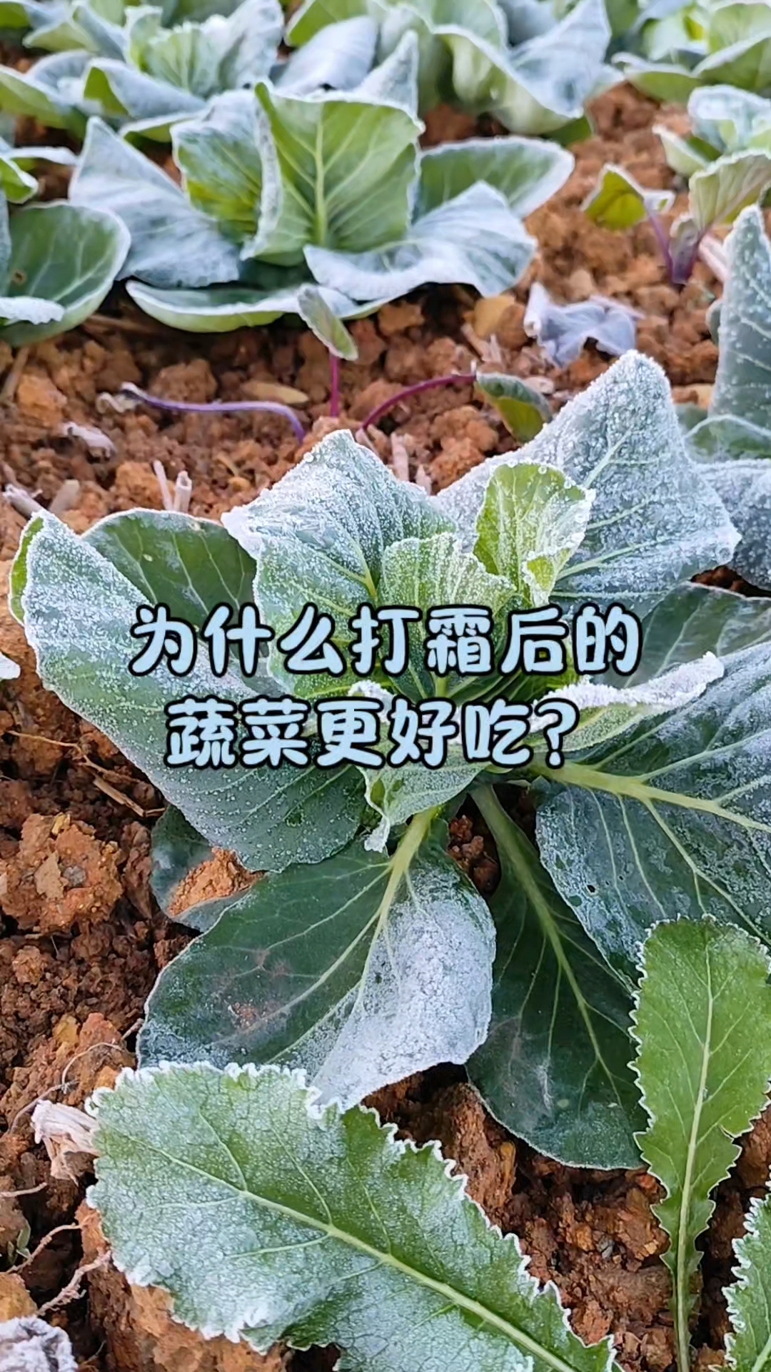 为什么打过霜的青菜萝卜更好吃?