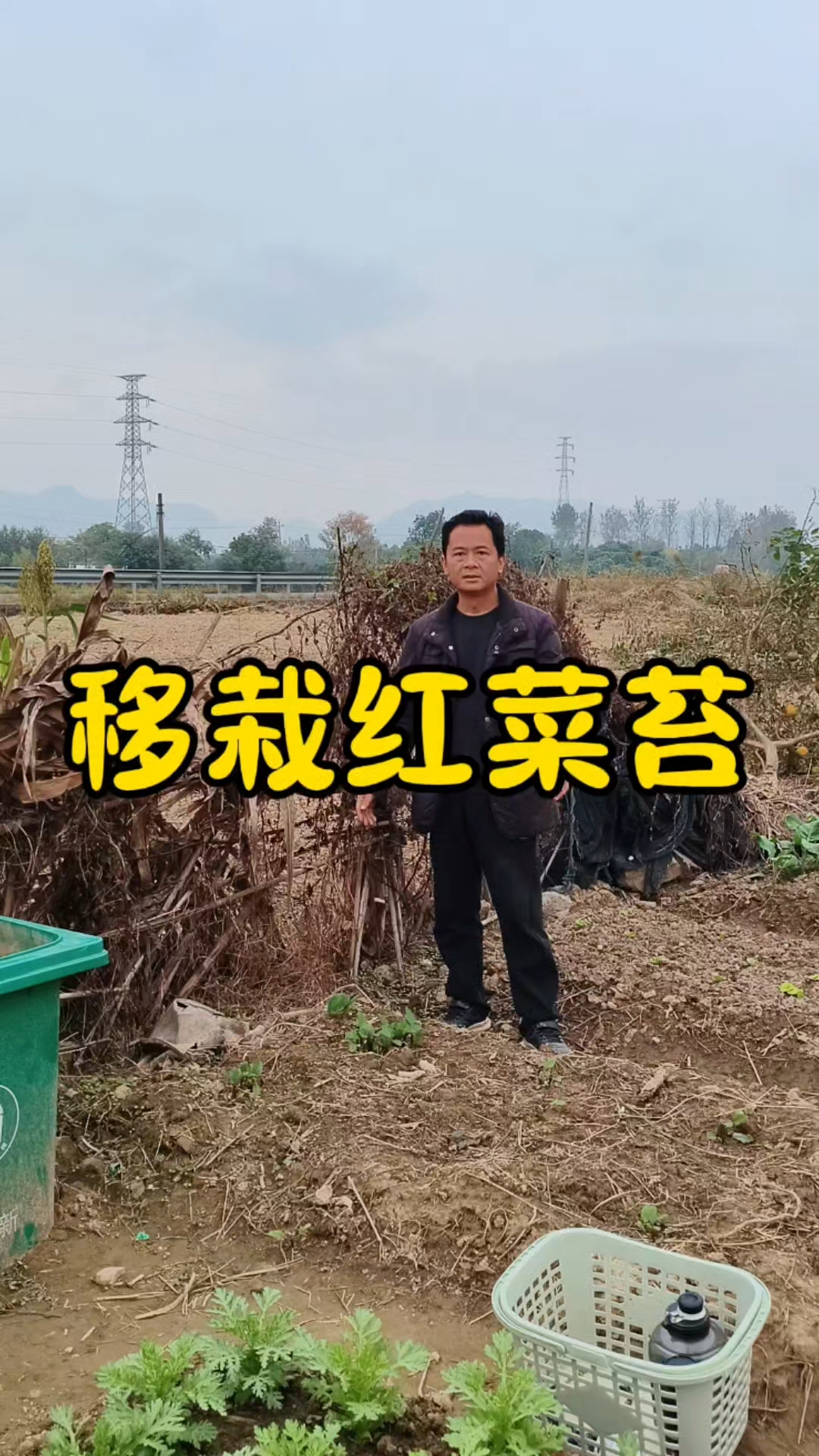 红菜苔怎么移栽?
