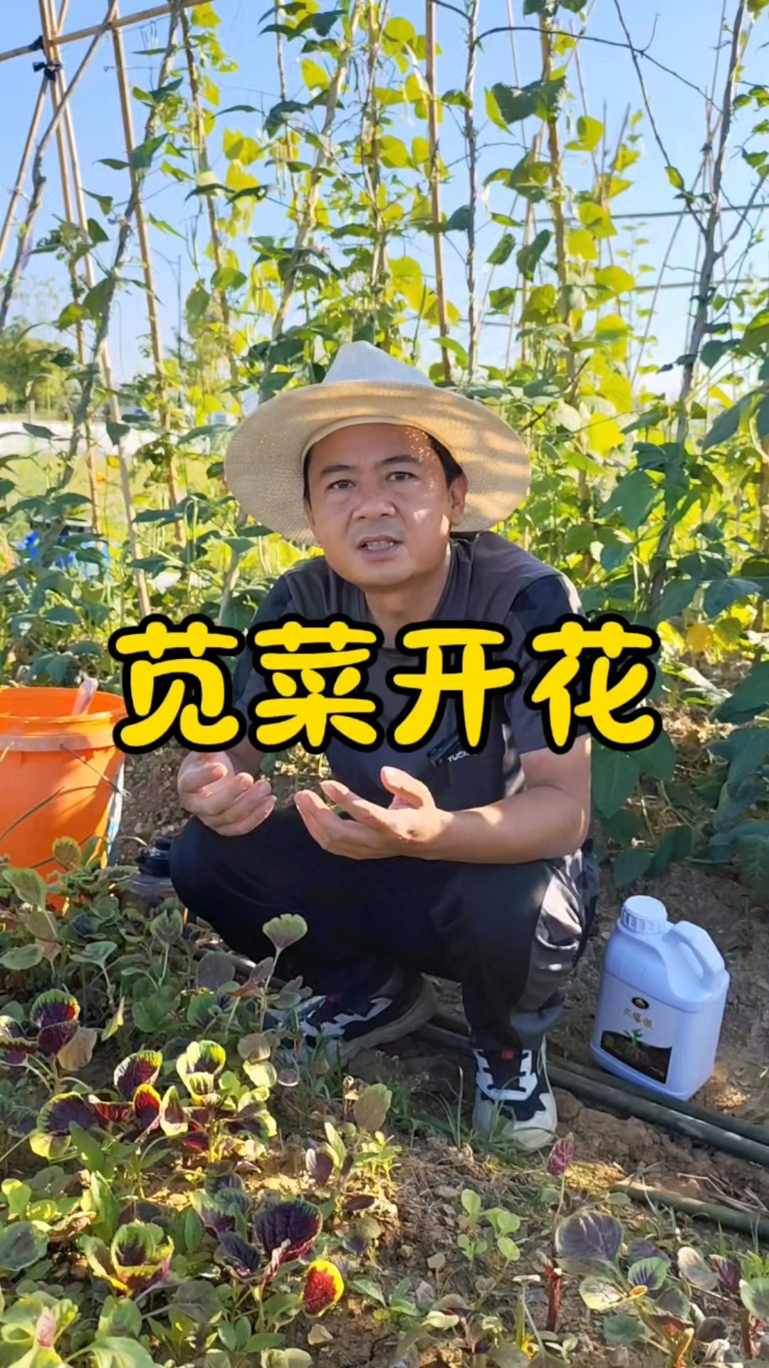 苋菜开花是怎么回事?