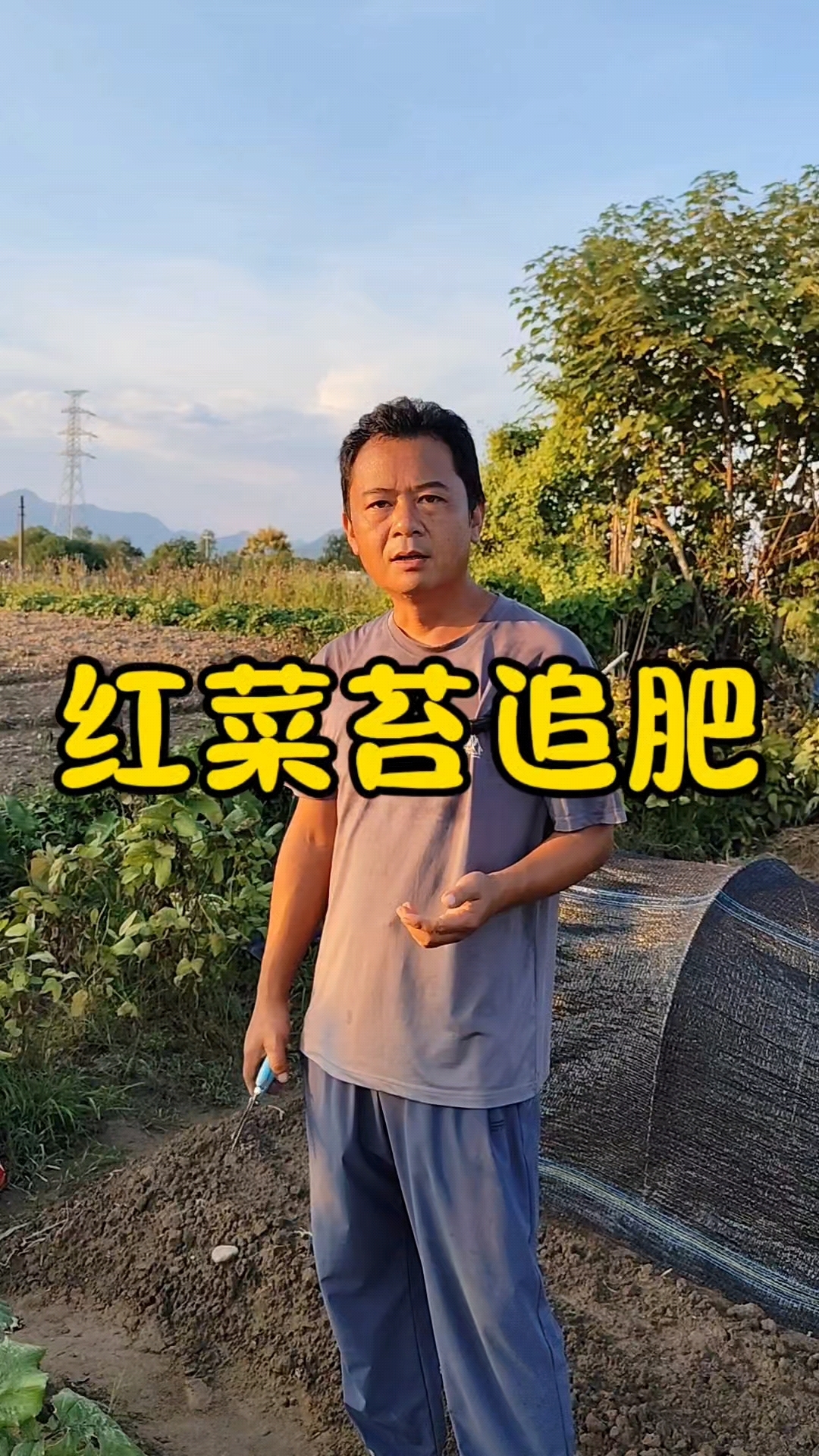 红菜苔什么时候追肥?红菜苔追什么肥?