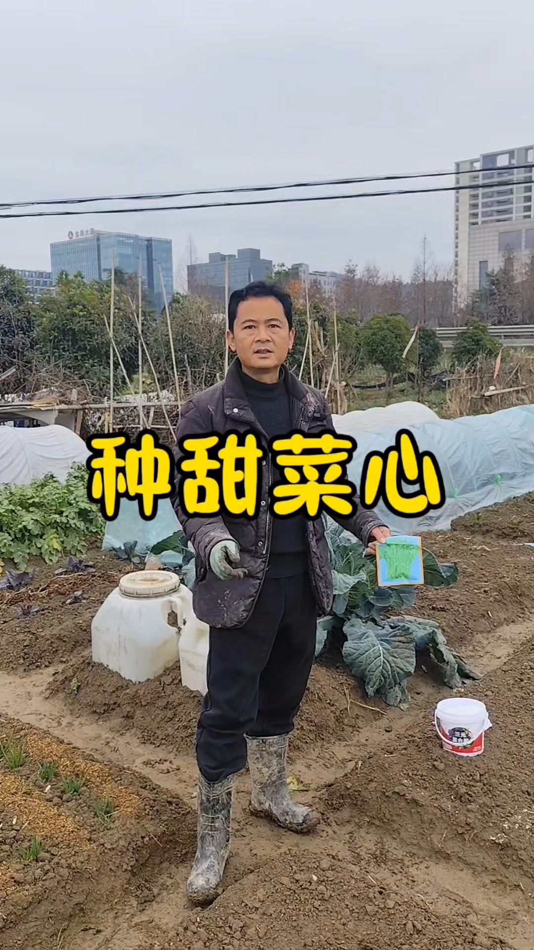 甜菜心怎么种？