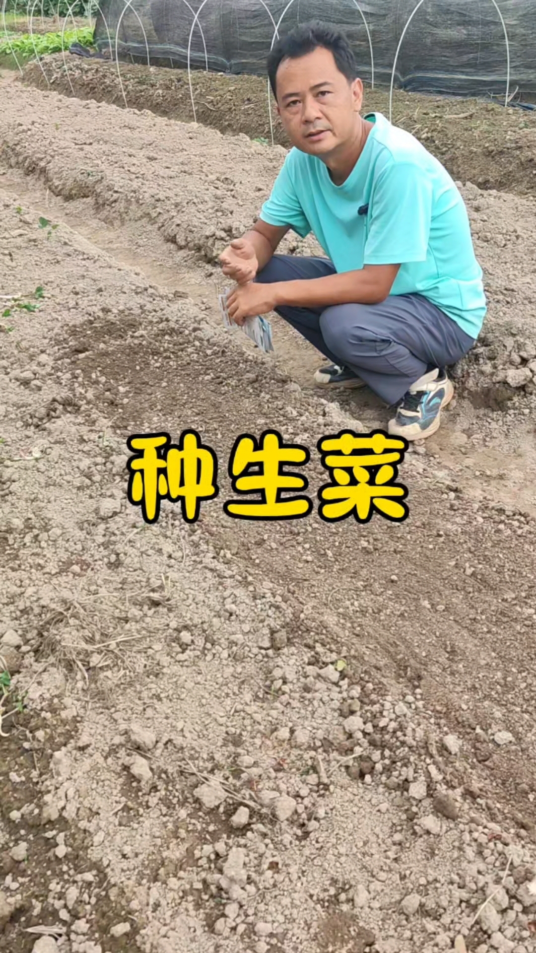 生菜什么时候种?生菜怎么种?