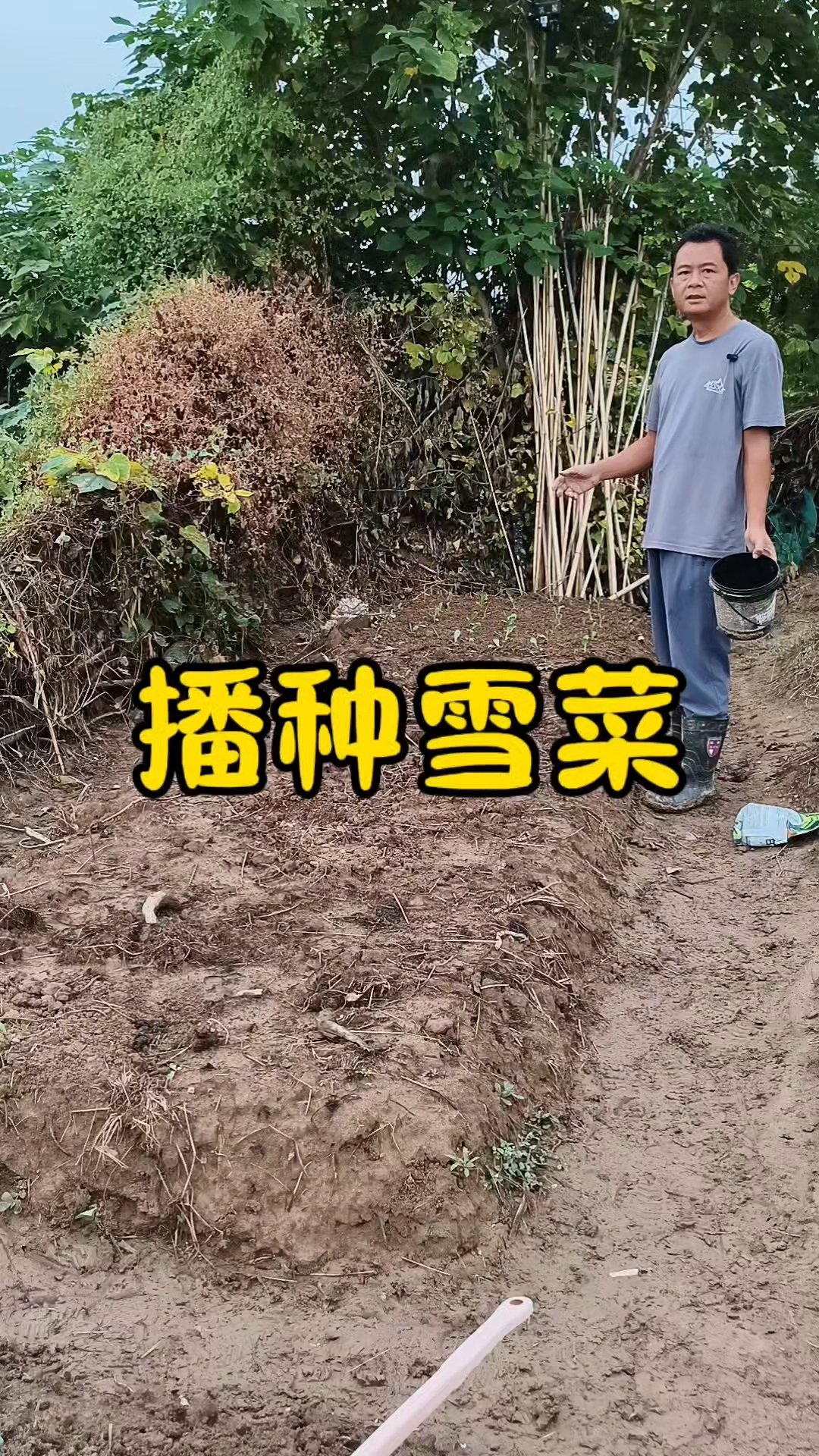 越冬雪菜什么时候种?