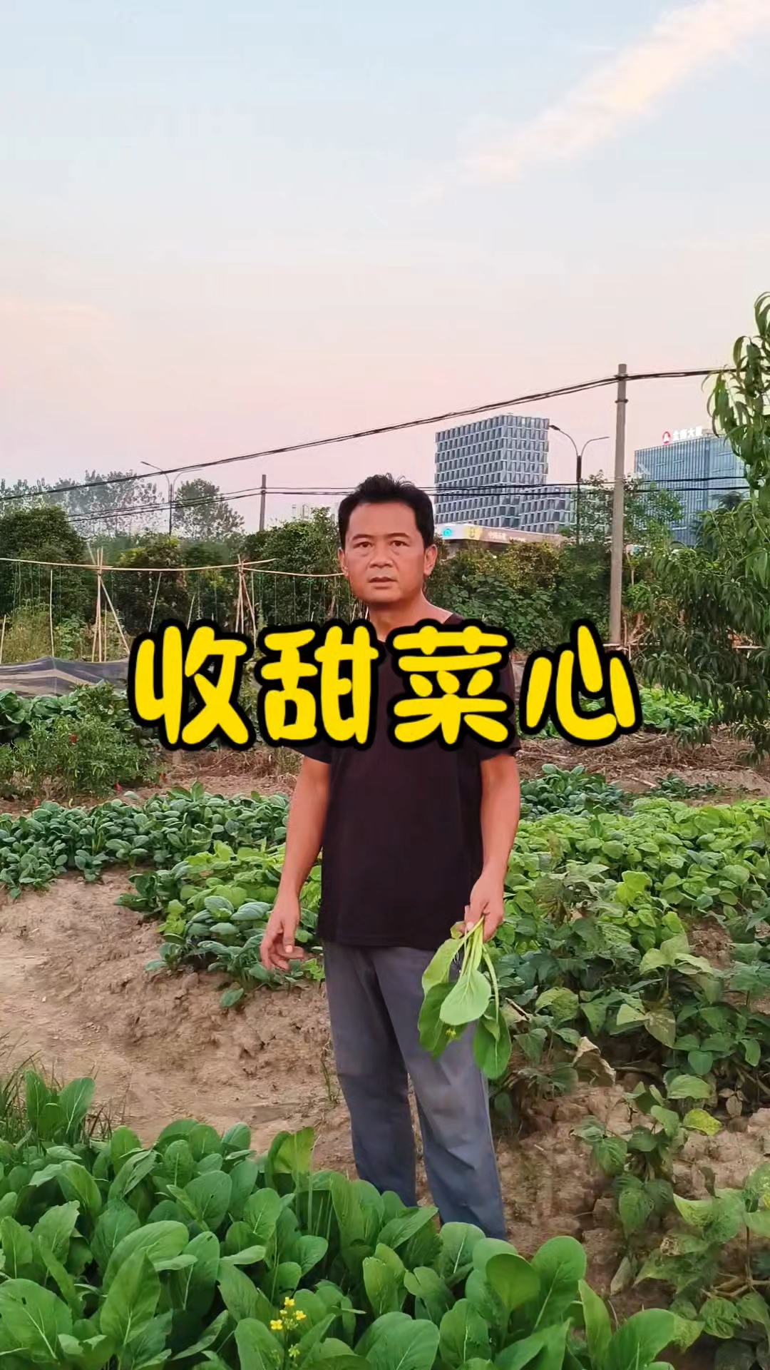 甜菜心25天可以采收了