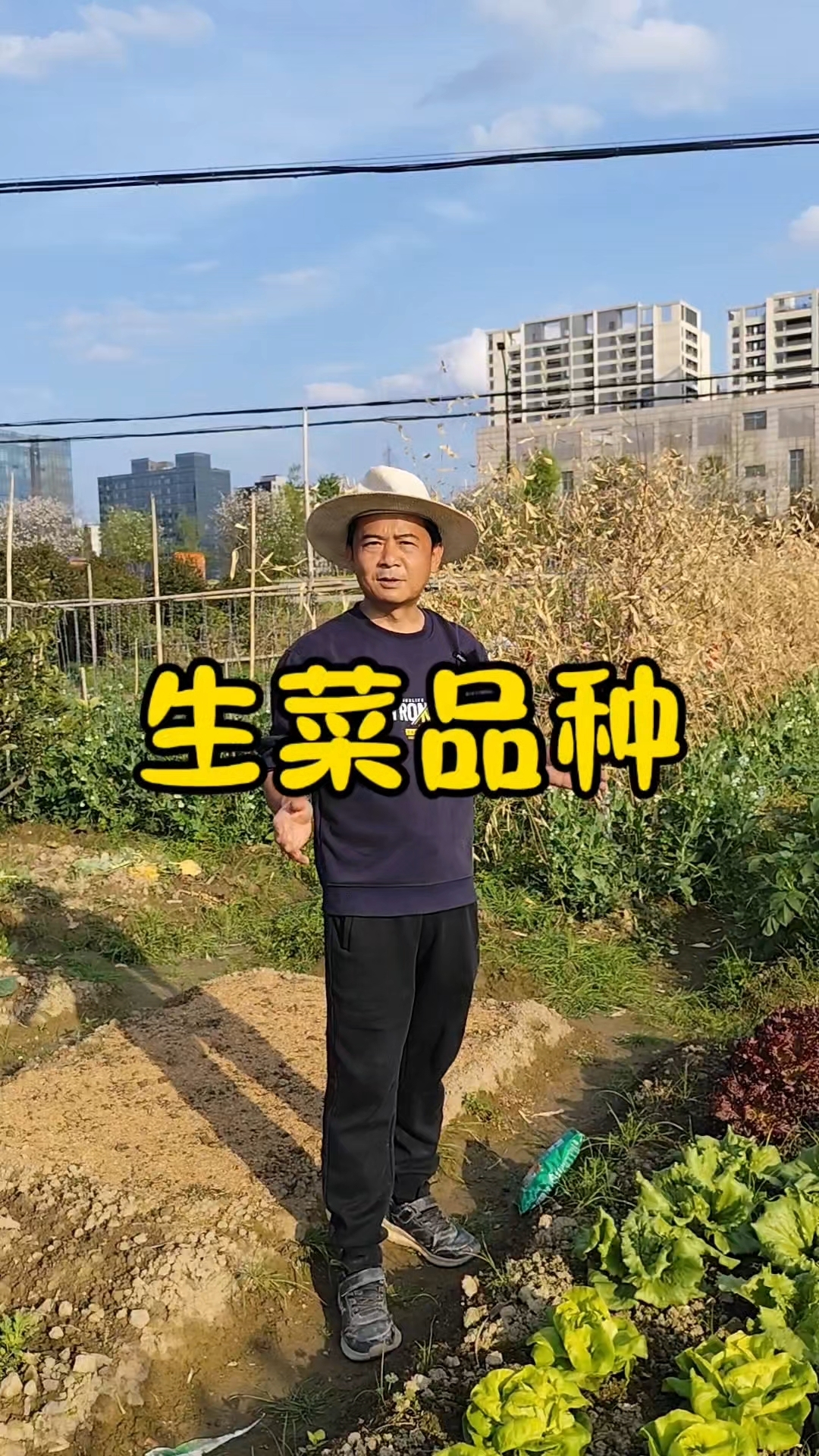 各种生菜品种长什么样?生菜施什么肥?#生菜品种大揭秘# #蔬菜种植技巧# #优质视频激励计