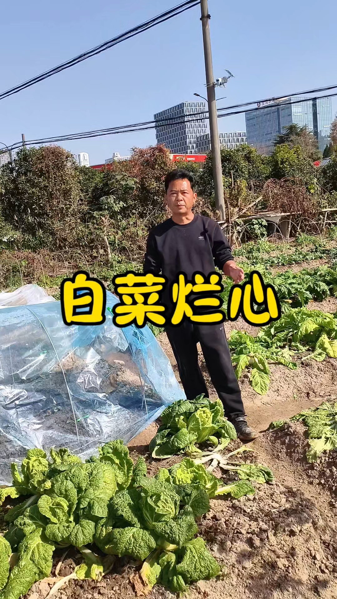 白菜烂心后还能不能留