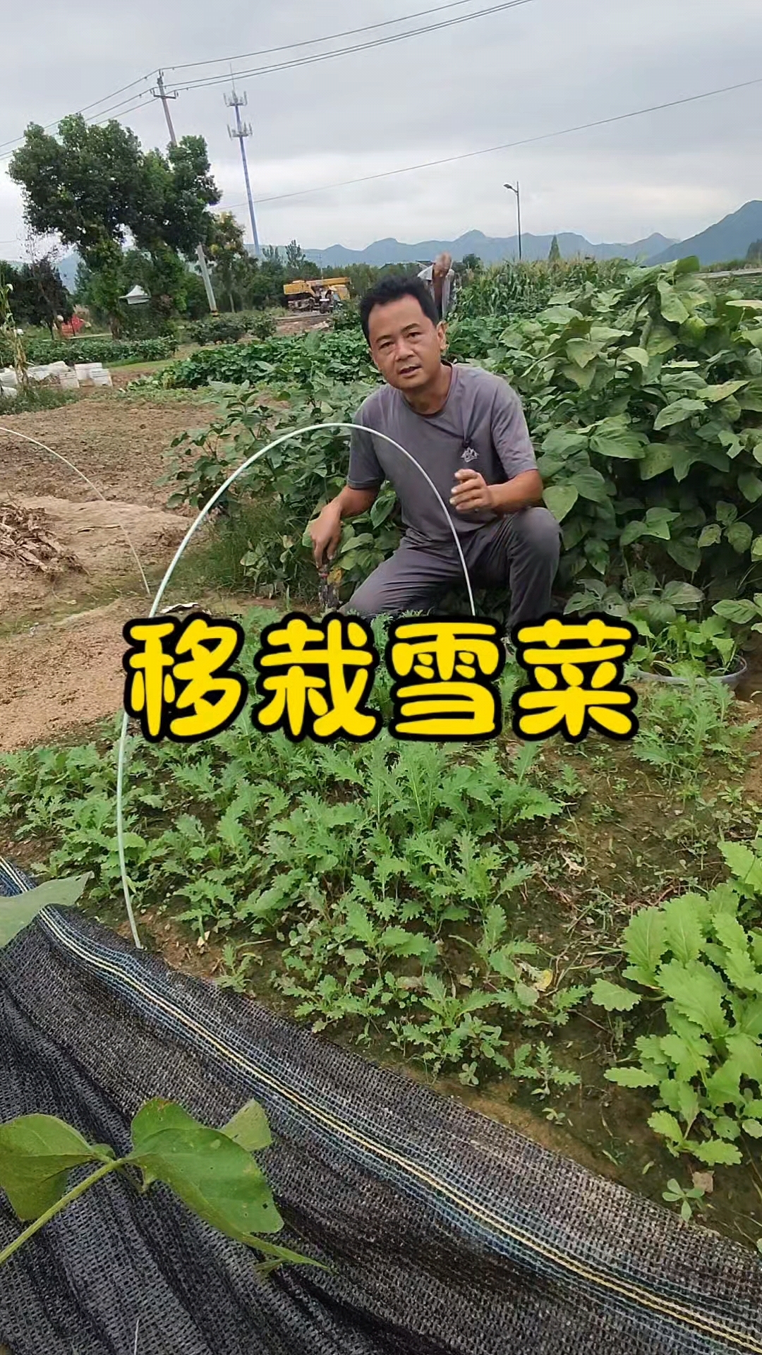 雪菜什么时候种?雪菜怎么种?