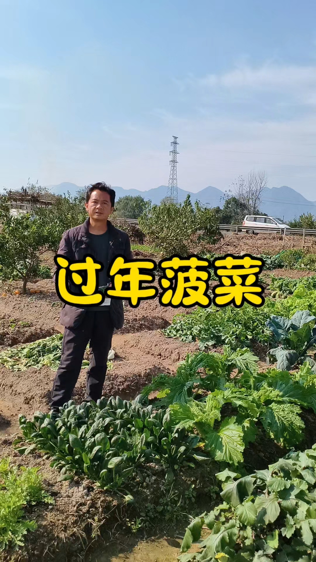 过年吃的菠菜什么时候种