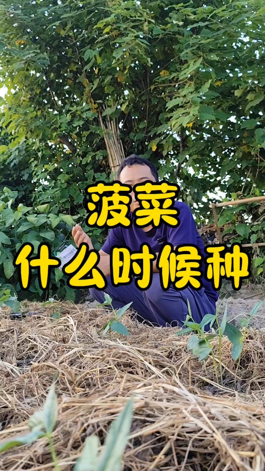 菠菜什么时候播种?