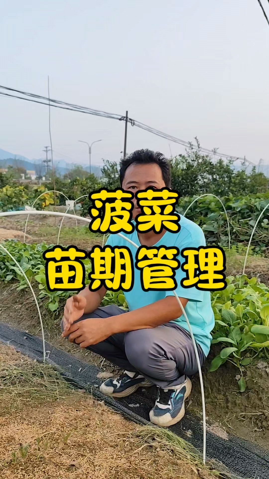 菠菜出苗后怎么管理?