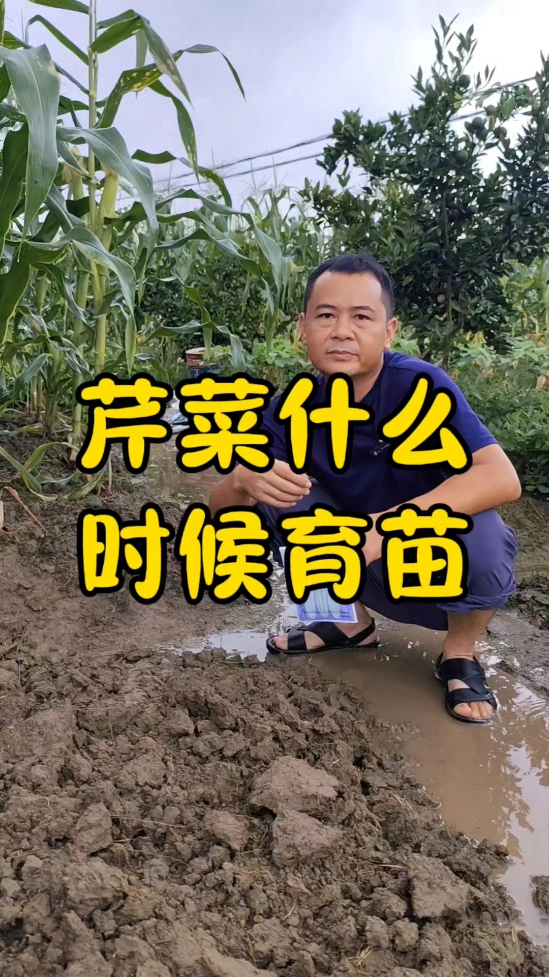 芹菜什么时候育苗?
