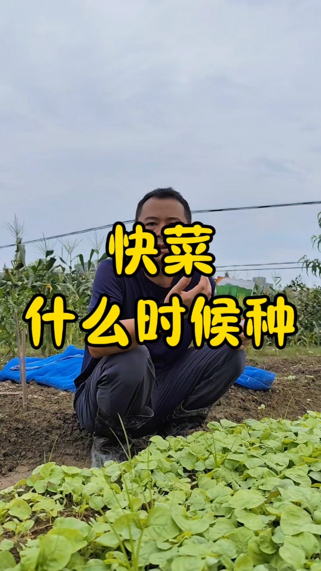 快菜什么时候播种?