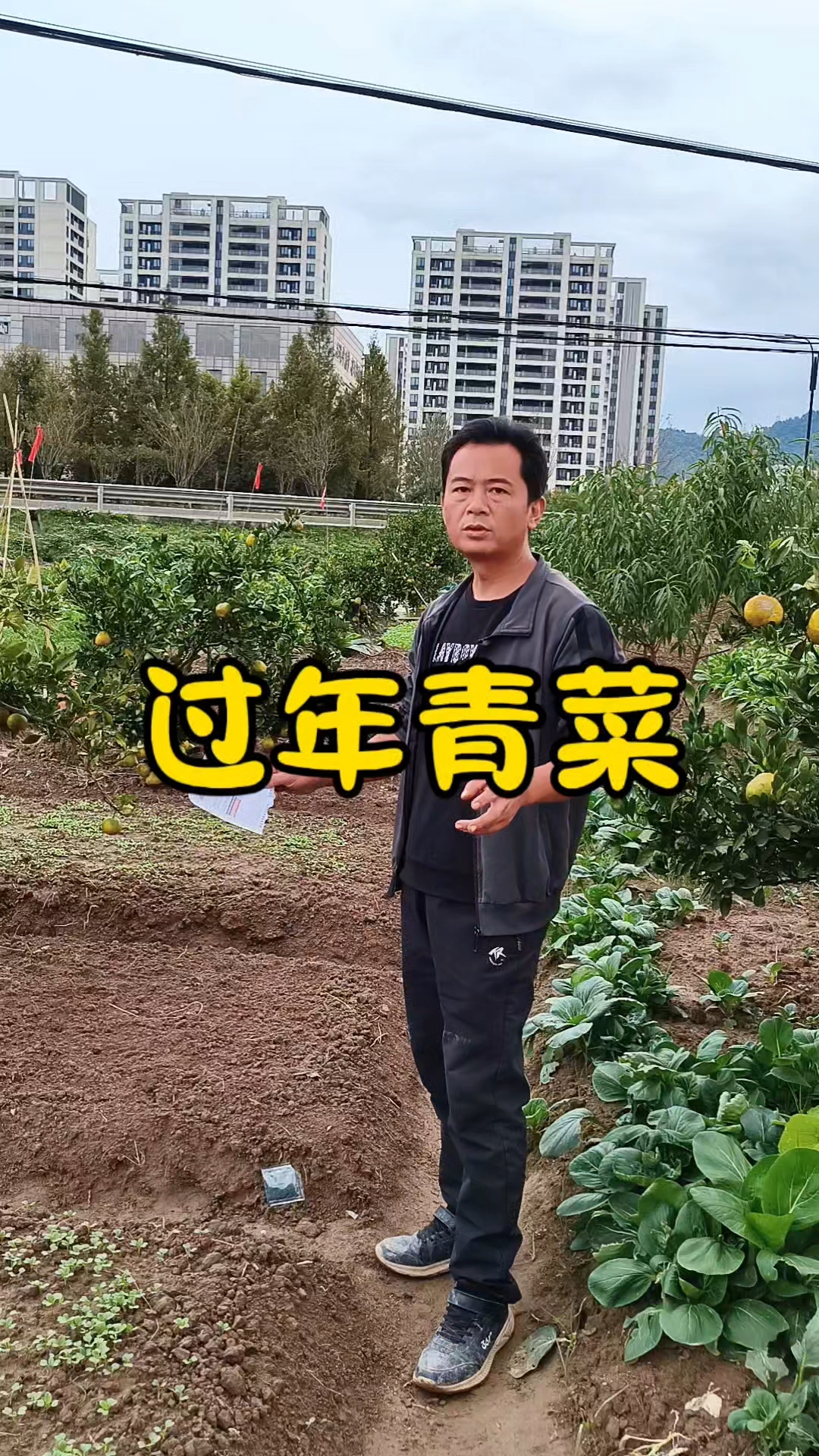 过年吃的青菜什么时候种？