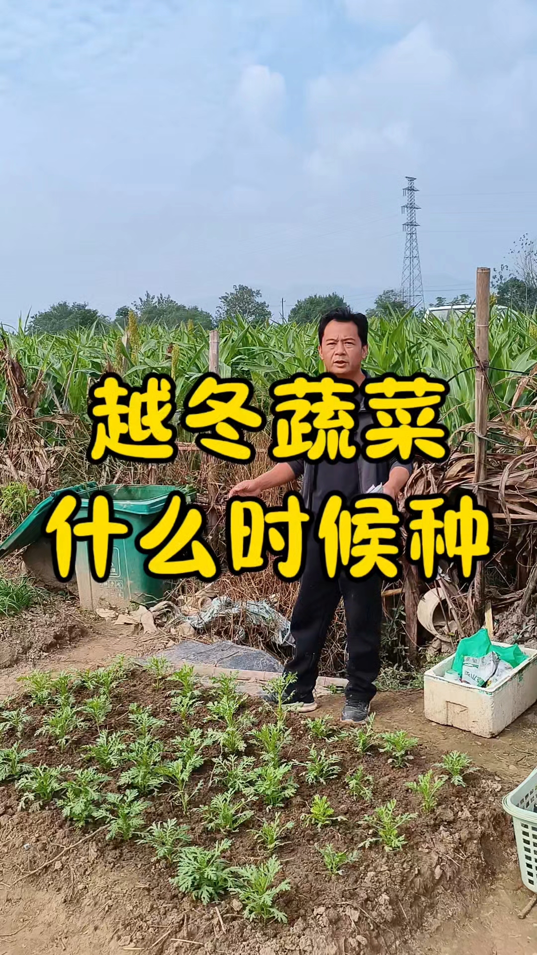 越冬的蔬菜,什么时候种?