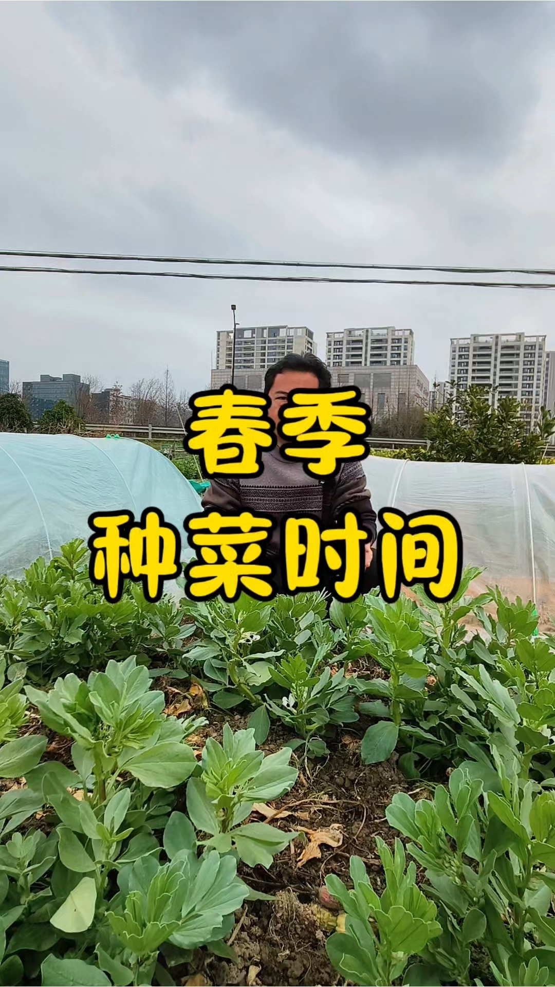 春天的菜什么时候种?