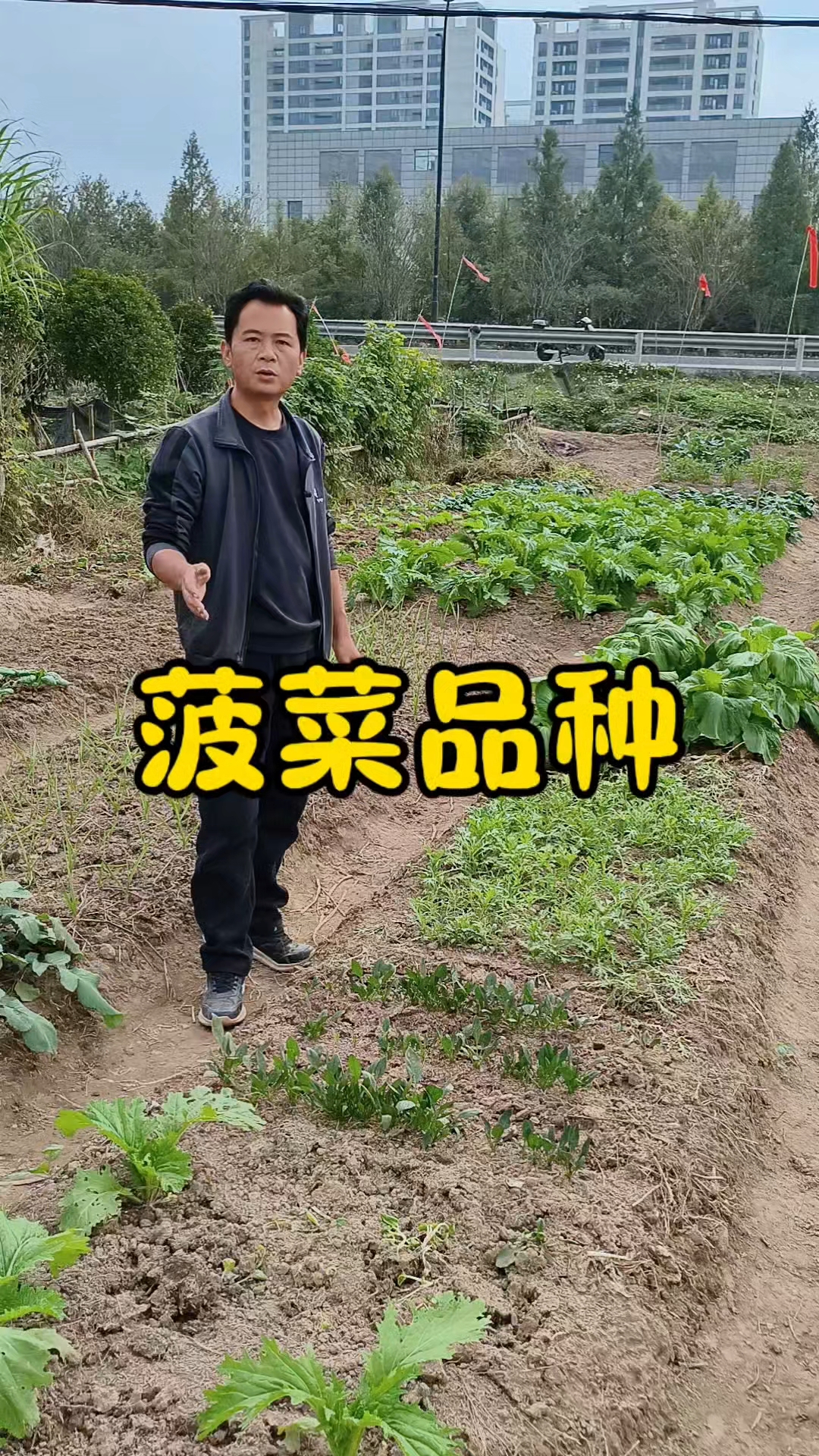 菠菜什么时候种？菠菜什么品种好吃？