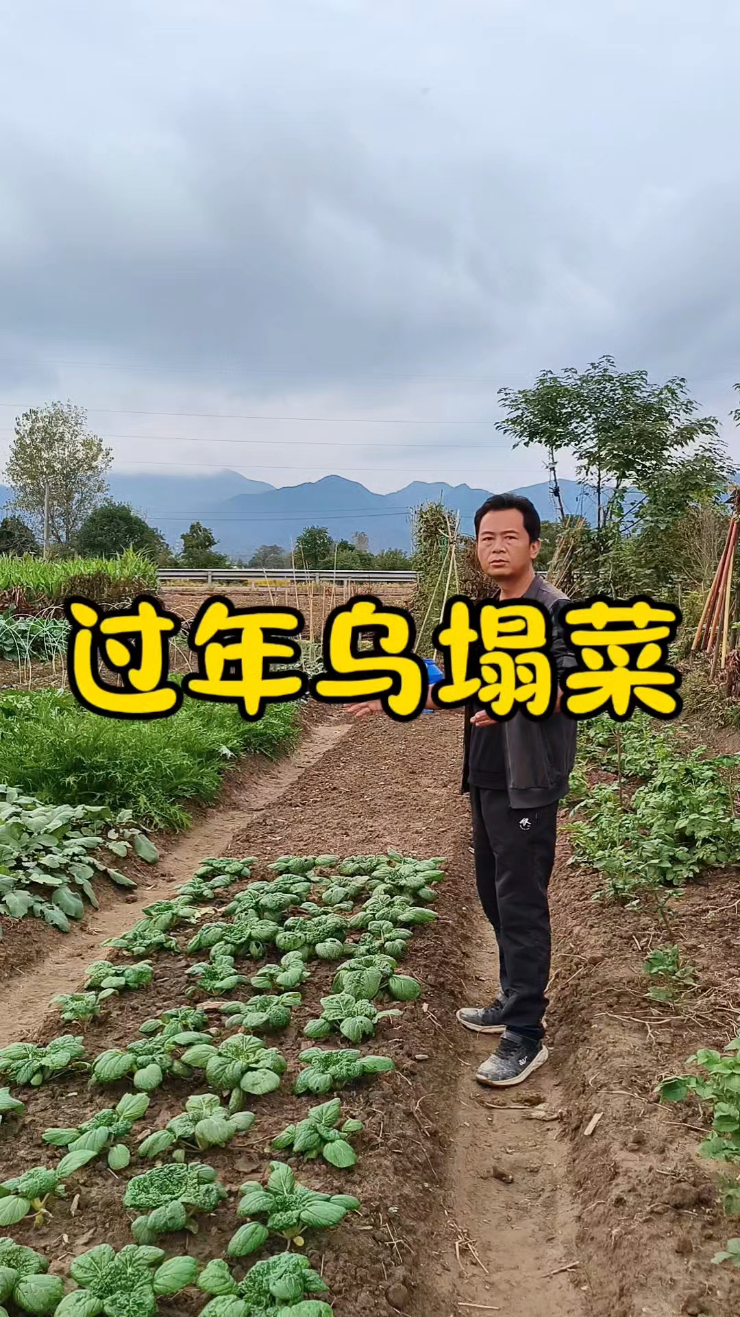 过年吃的乌塌菜什么时候种?