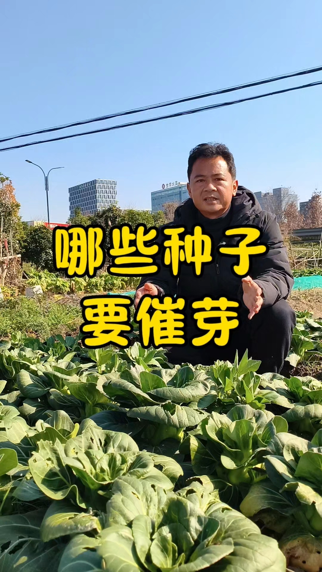 哪些种子需要泡水催芽以后再播种