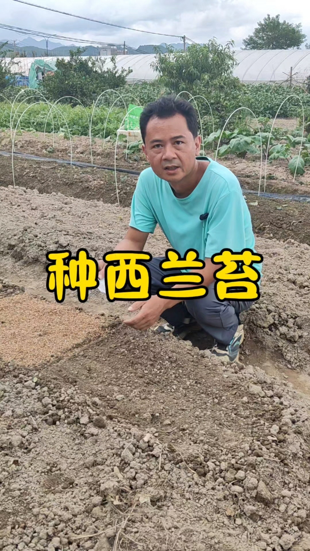 过年吃的西兰苔什么时候种?西兰苔怎么育苗?