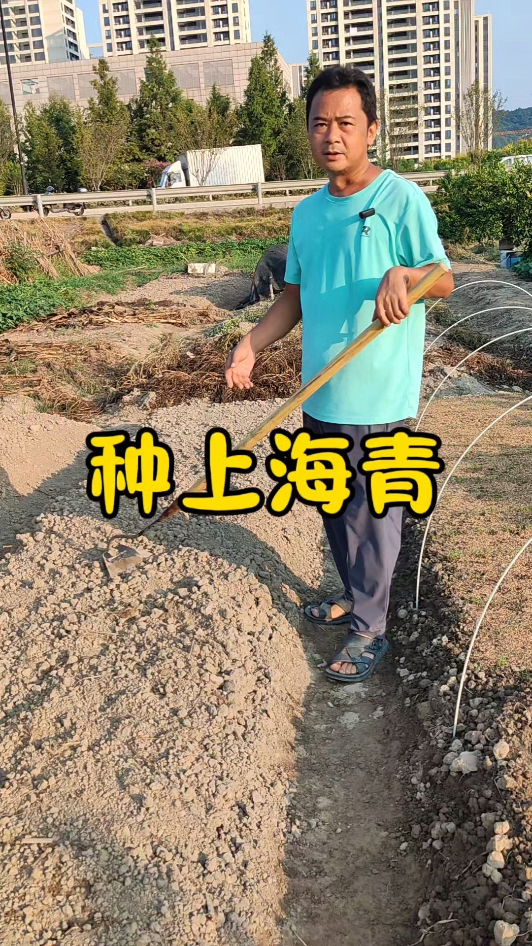 上海青什么时候播种?上海青怎么种?