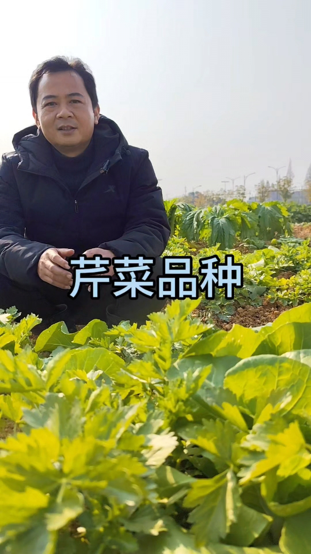 种芹菜的时候要选什么品种啊?自己种来吃的话建议大家种黄心芹