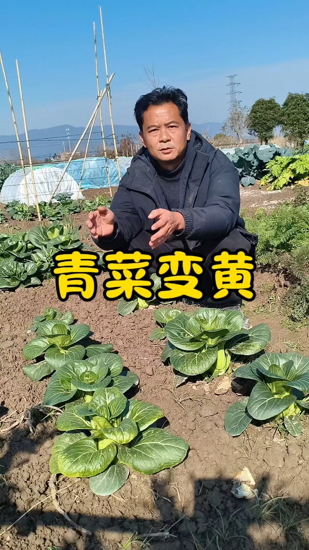 青菜叶子变黄怎么回事？