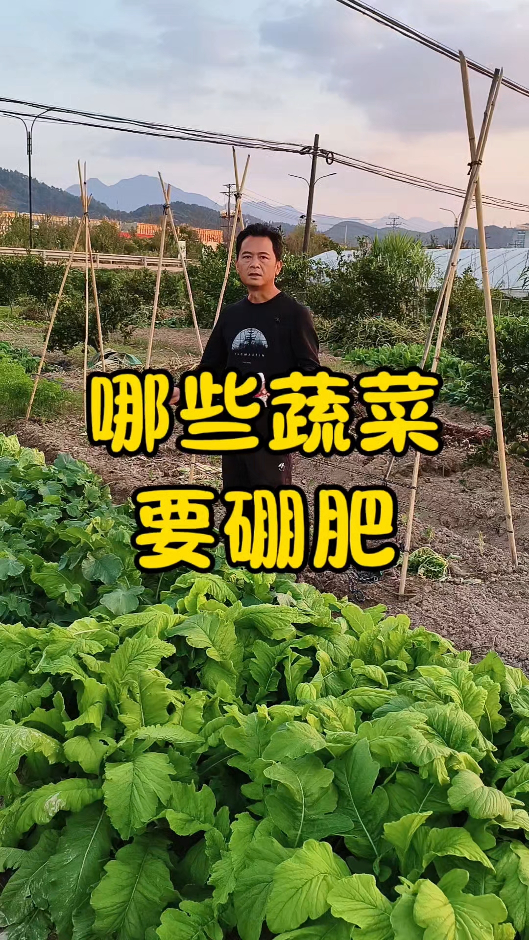 哪些蔬菜需要补充硼肥?